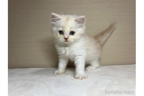 成約済の茨城県のスコティッシュフォールド-90717の4枚目